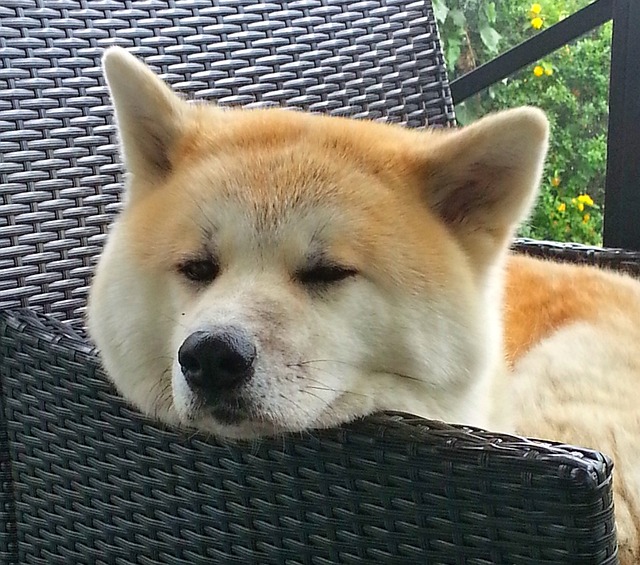 odpočívající akita