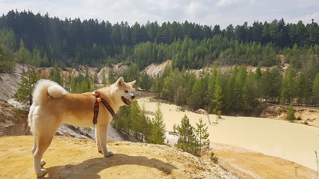 akita v přírodě